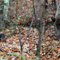 Bambù e cinghiale